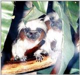 cotton head tamarin: Cottontop Tamarin