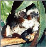 cotton head tamarin 3: Cottontop Tamarin