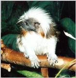 cotton head tamarin 2: Cottontop Tamarin