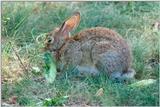 Eastern Cotton Tail