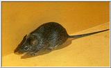 Mice (request) - cotton rat (sigmodon sp.) 1.jpg (1/1)