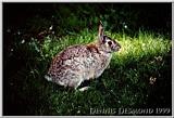 Cottontail