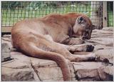 cougar