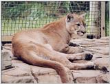 cougar 2