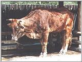 Korean Cattle (Bos taurus) (한우)