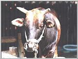 Korean Cattle (한우)