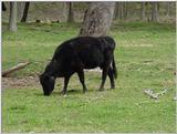 Cow4