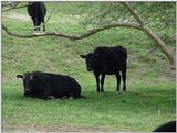 Cow5