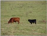 Cow1