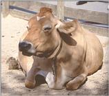 Looking through some old animal photos - Someone wanted cows