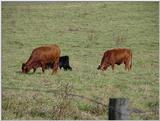 Cow3