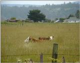 cows...