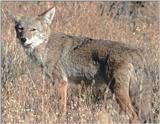 Calofornia Souvenirs - Coyote in Joshua Tree Park - Second shot