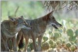 Mr. & Mrs. Coyote