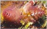 A christmas tree worm from Cozumel w/signature