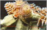 A Christmas Tree Worm shot in Cozumel