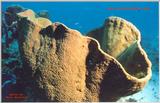 Killer shot of a Cozumel sponge