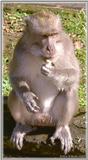 Monkeys - Monkey1-BW 142KB.jpg - File 01 of 10 - Crab-eating Macaque