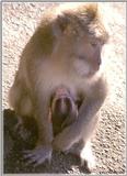 Monkeys - Monkey2-BW 179KB.jpg - File 03 of 10 - Crab-eating Macaques