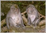 Monkeys - Monkey4-BW 173KB.jpg - File 05 of 10 - Crab-eating Macaque