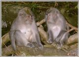 Monkeys - Monkey4-BW 173KB.jpg - File 05 of 10 - Crab-eating Macaque