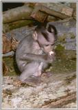 Monkeys - Monkey5-BW 125KB.jpg - File 06 of 10 - Crab-eating Macaque