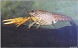Crayfish (a.k.a. Crawlfish)