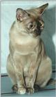 Tortie Burmese Cat (8 months) 1/2