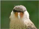 Sweet birdies, anyone? Here's a Karakara from Frankfurt Zoo - Crested Caracara