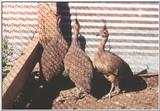 Crested Tinamou