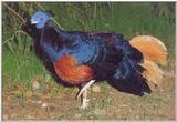 Crested Fireback Pheasant