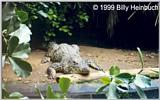 Cuban Crocodile  ( Crocodylus rhombifer )