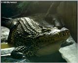 Cuban Crocodile  ( Crocodylus rhombifer )