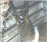 Re: Request for llama pics