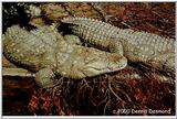 American Crocodyle