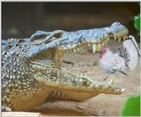 Happy Crocsgiving :-)