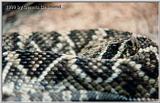 Eastern Diamondback - SE US