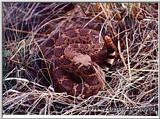 W Diamondback rattlesnake