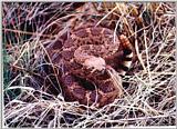 western diamondback