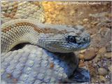 rattlesnake