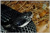 Dark Phase Timber Rattle snake