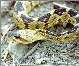 Black tailed Rattlesnake - Arizona