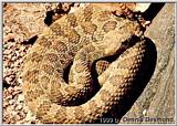 Prairie Rattlesnake (S Dakota)