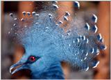 another unknown bird -- Victoria Crowned Pigeon, Goura victoria