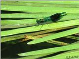 Banded Demoiselle (2nd try)