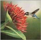Hummingbird - Cuban Bee Hummingbird 01