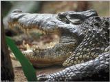 Cuban Crocodile 2 (close-up) - Crocodylus rhombifer