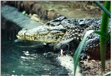An Unhappy Cuban Crocodile, Crocodylus rhombifer