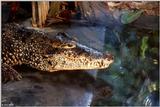 Cuban Crocodile - Crocodylus rhombifer