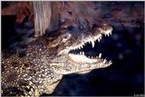 Another Happy Cuban Crocodile, Crocodylus rhombifer